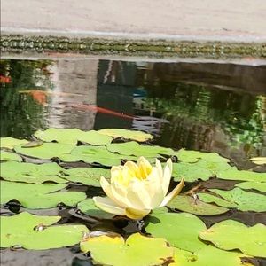 Meet your Posher, Monica